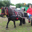 DSC 0575 - Paardenvierdaagse Barchem