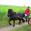 DSC 0595 - Paardenvierdaagse Barchem