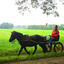 DSC 0604 - Paardenvierdaagse Barchem