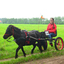 DSC 0610 - Paardenvierdaagse Barchem