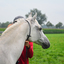 DSC 0629 - Paardenvierdaagse Barchem