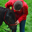 DSC 0630 - Paardenvierdaagse Barchem