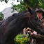 DSC 0636 - Paardenvierdaagse Barchem