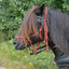 DSC 0643 - Paardenvierdaagse Barchem