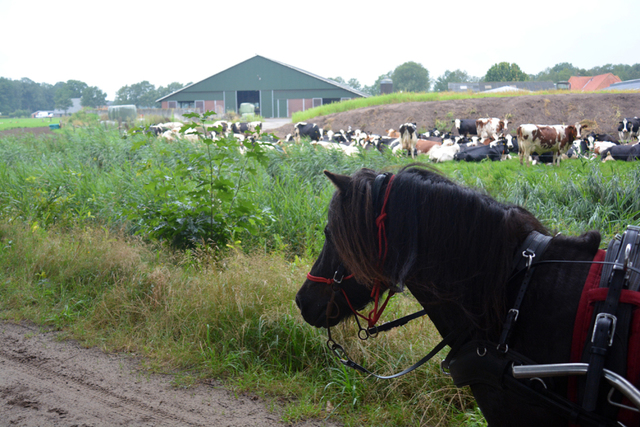 DSC 0658 Paardenvierdaagse Barchem