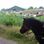 DSC 0658 - Paardenvierdaagse Barchem