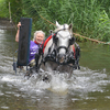 DSC 0793 - Paardenvierdaagse Barchem