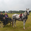 DSC 0821 - Paardenvierdaagse Barchem