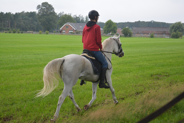 DSC 0828 Paardenvierdaagse Barchem