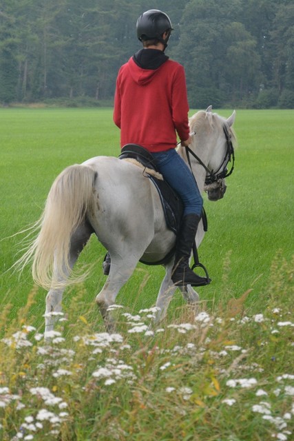 DSC 0850 Paardenvierdaagse Barchem