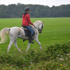 DSC 0854 - Paardenvierdaagse Barchem