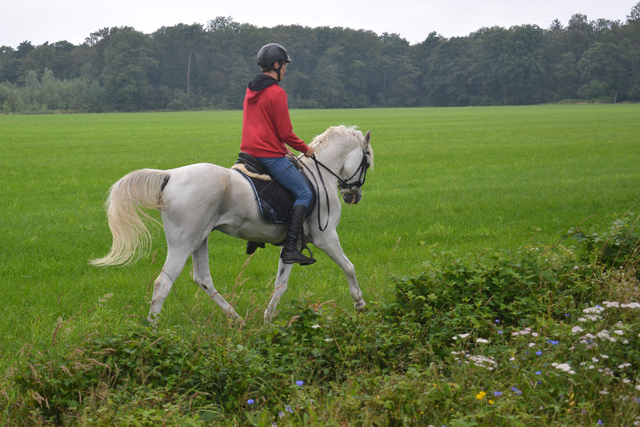 DSC 0854 Paardenvierdaagse Barchem