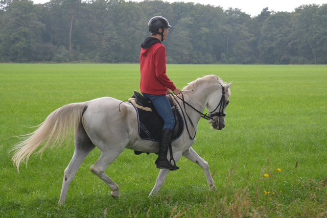 DSC 0857 Paardenvierdaagse Barchem