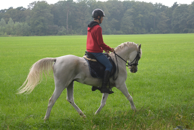 DSC 0860 Paardenvierdaagse Barchem