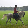 DSC 0863 - Paardenvierdaagse Barchem