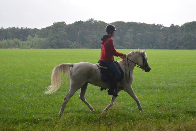 DSC 0865 Paardenvierdaagse Barchem