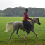 DSC 0865 - Paardenvierdaagse Barchem