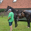 DSC 0924 - Paardenvierdaagse Barchem