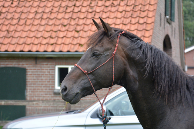 DSC 0925 Paardenvierdaagse Barchem