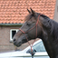 DSC 0925 - Paardenvierdaagse Barchem