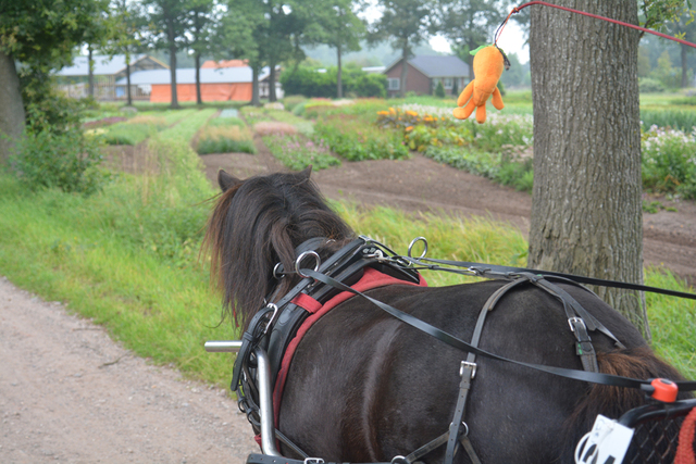 DSC 0938 Paardenvierdaagse Barchem