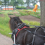 DSC 0938 - Paardenvierdaagse Barchem