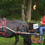 DSC 0972 - Paardenvierdaagse Barchem