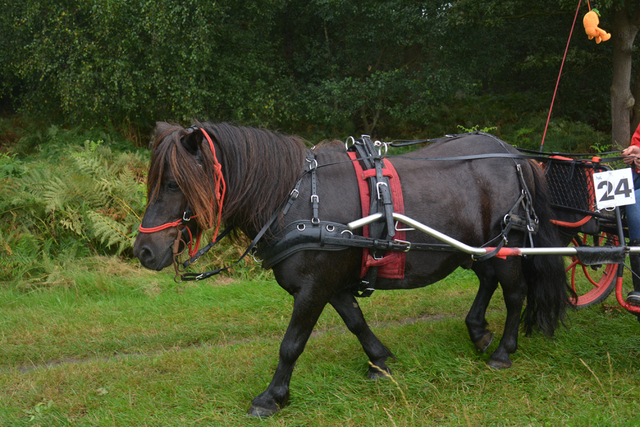 DSC 0975 Paardenvierdaagse Barchem