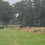 DSC 1035 - Paardenvierdaagse Barchem