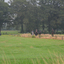 DSC 1040 - Paardenvierdaagse Barchem