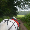 DSC 1103 - Paardenvierdaagse Barchem