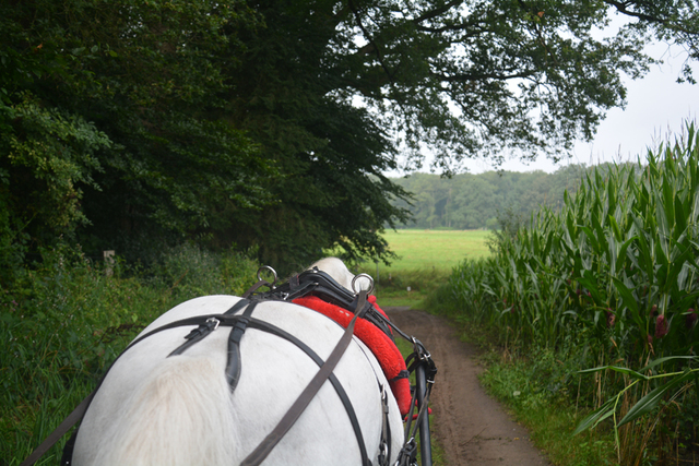 DSC 1103 Paardenvierdaagse Barchem