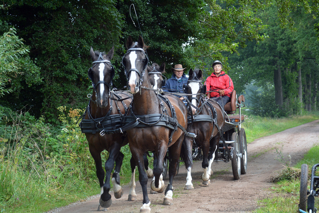 DSC 1109 Paardenvierdaagse Barchem