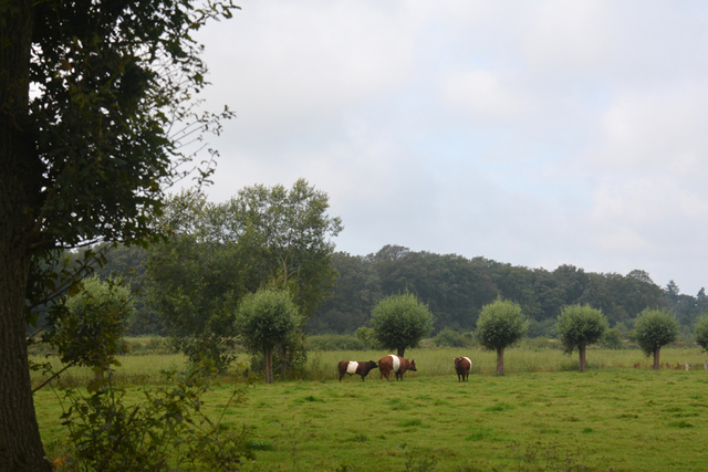 DSC 1122 Paardenvierdaagse Barchem