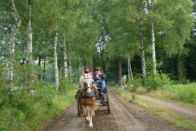 DSC 1136 Paardenvierdaagse Barchem