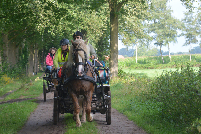 DSC 1148 Paardenvierdaagse Barchem