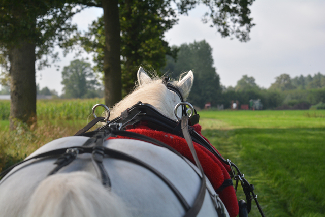 DSC 1153 Paardenvierdaagse Barchem