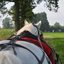 DSC 1153 - Paardenvierdaagse Barchem