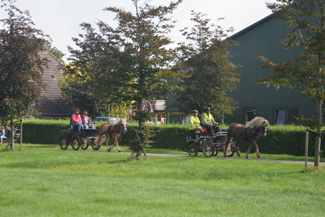 DSC 1157 Paardenvierdaagse Barchem