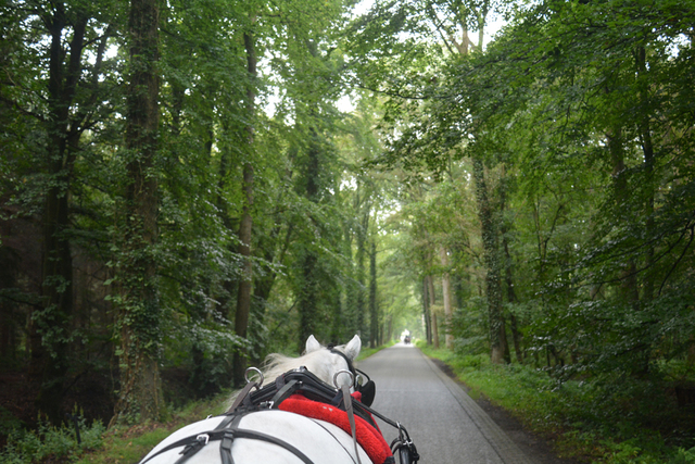 DSC 1167 Paardenvierdaagse Barchem