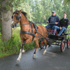 DSC 1187 - Paardenvierdaagse Barchem