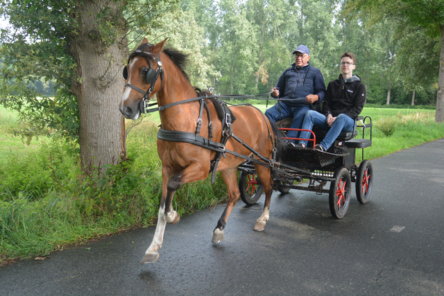 DSC 1187 Paardenvierdaagse Barchem