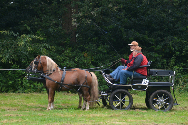 DSC 1195 Paardenvierdaagse Barchem