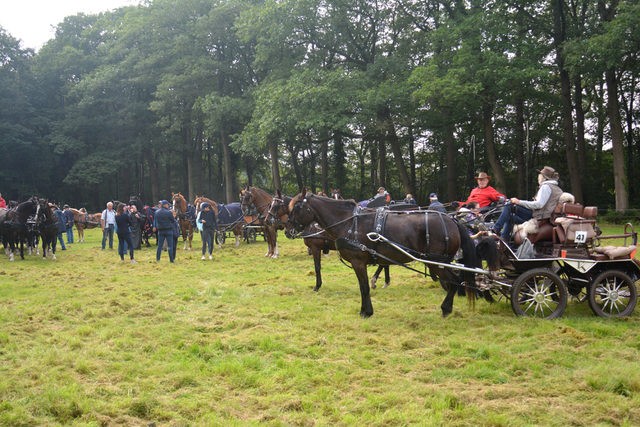 DSC 1202 Paardenvierdaagse Barchem