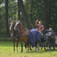 DSC 1208 - Paardenvierdaagse Barchem