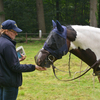 DSC 1222 - Paardenvierdaagse Barchem