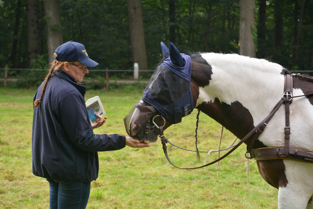 DSC 1222 Paardenvierdaagse Barchem