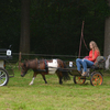 DSC 1225 - Paardenvierdaagse Barchem