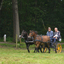 DSC 1230 - Paardenvierdaagse Barchem