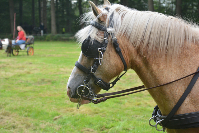 DSC 1236 Paardenvierdaagse Barchem